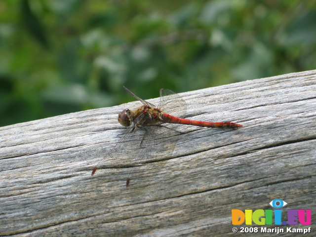 28155 Red Dragonfly on tree Common Darter (Sympetrum striolatum)